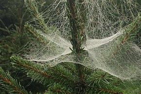 Kupujesz żywą choinkę na święta? Ten szczegół łatwo przeoczyć-4619