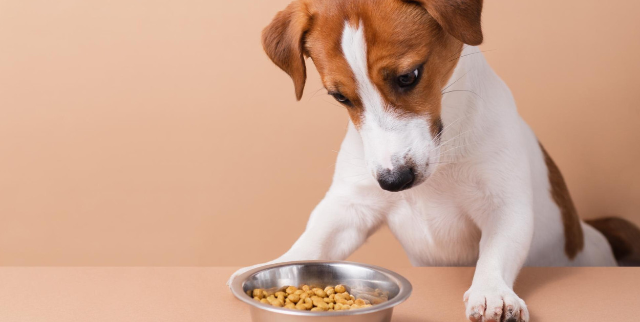 Ranking karm dla psów - lato 2025